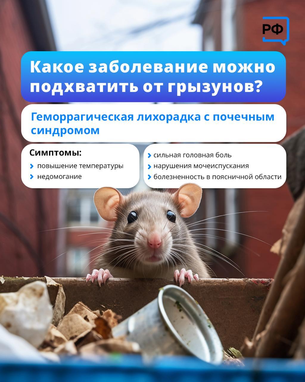 Медики напоминают о риске заразиться лихорадкой от грызунов.