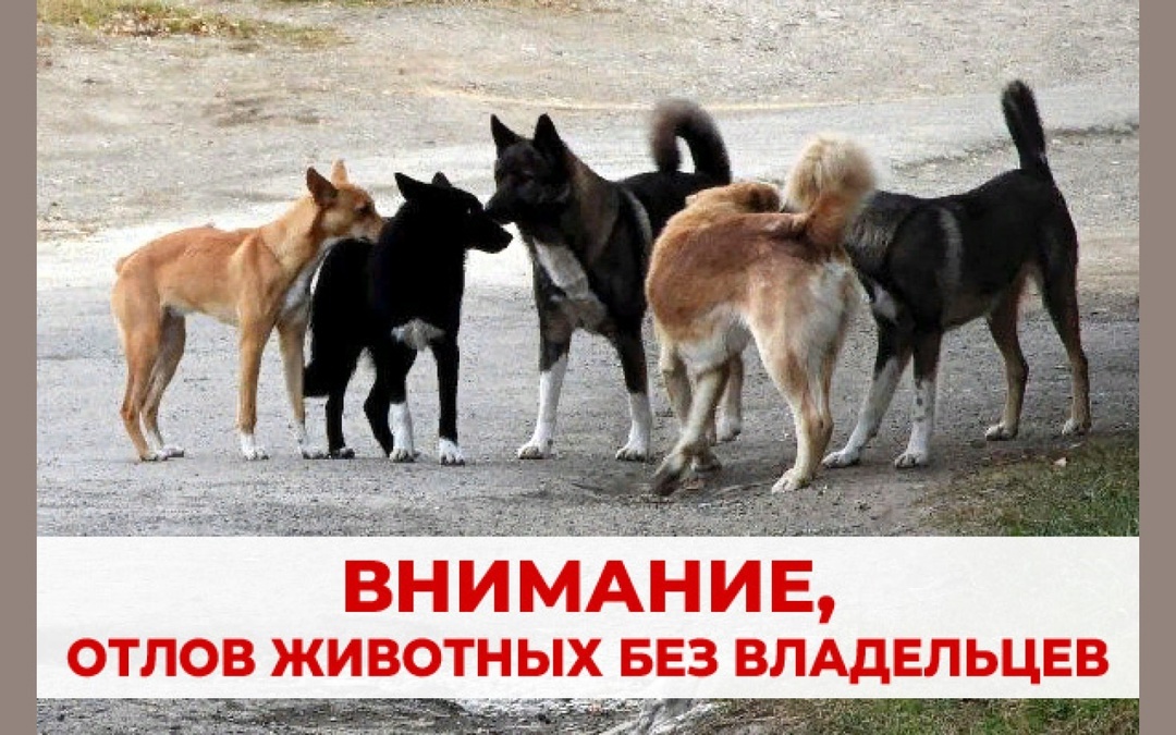 Внимание! Отлов безнадзорных животных.