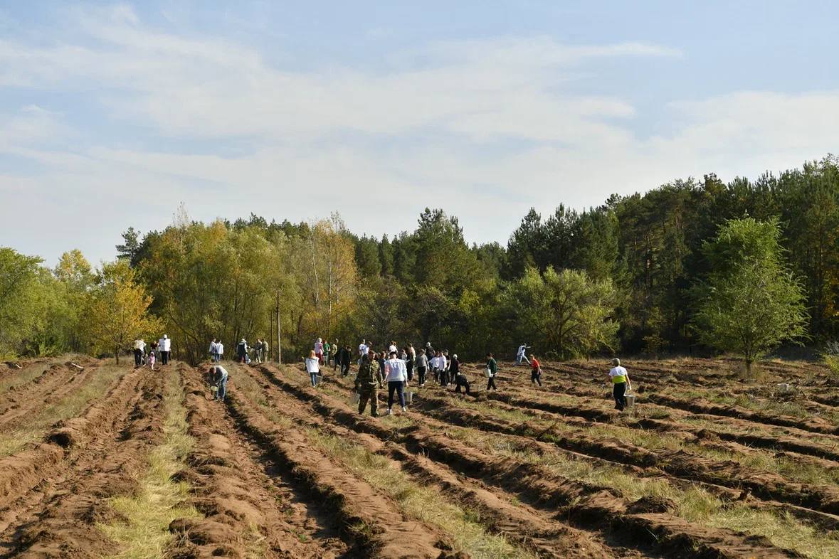 Губернатор Саратовской области Роман Бусаргин предложил при высадке новых лесов делать памятные места, посвященные героям-участникам СВО.