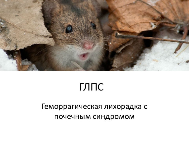 Профилактика ГЛПС. Профилактика ГЛПС.