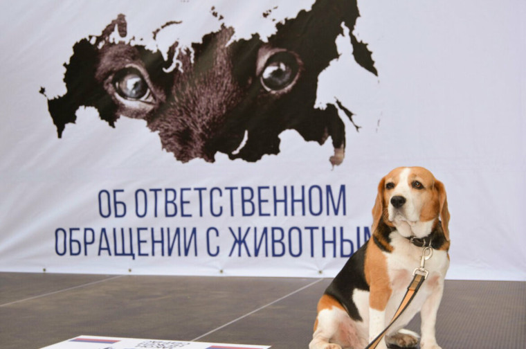 Постановлением Правительства Саратовской области от 06.04.2023 года №303-П утверждены дополнительные требования к содержанию домашних животных, в том числе к их выгулу. Постановлением Правительства Саратовской области от 06.04.2023 года №303-П утверждены дополнительные требования к содержанию домашних животных, в том числе к их выгулу.